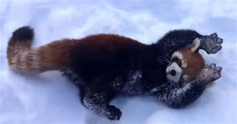 Watch Super Cute Red Pandas Leap In The Snow As They Make The Most Of