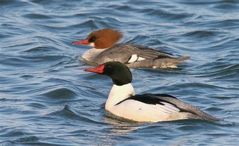 Maryland Biodiversity Project Common Merganser Mergus Merganser