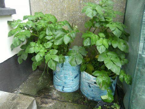 Harvest new potatoes immediately after flowering and mature potatoes after the tops die down. How to Grow Potatoes in Bags in a Small Garden | Grow ...