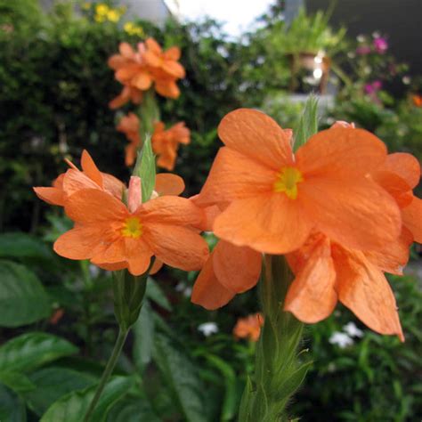 Crossandra is native to india and sri lanka, where its blossoms are often combined with jasmine to adorn women's hair. S T i l e T To: Crossandra infundibuliformis - The ...