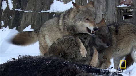 Chernobyl Wolf Pack National Geographic Uk Youtube
