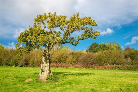 30 Native British Trees And How To Spot Them