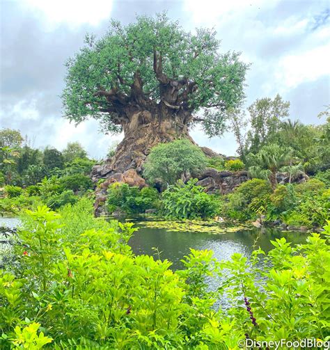 Download NEWS and REVIEW! Thirsty River Bar Is OPEN in Disney World's Animal Kingdom! Come See What We ...