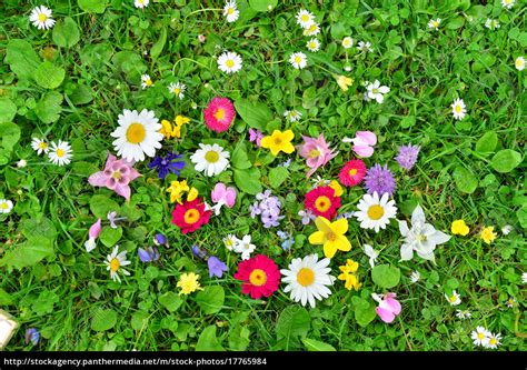 bunte Blumen Wiese Frühling - Lizenzfreies Foto - #17765984 ...