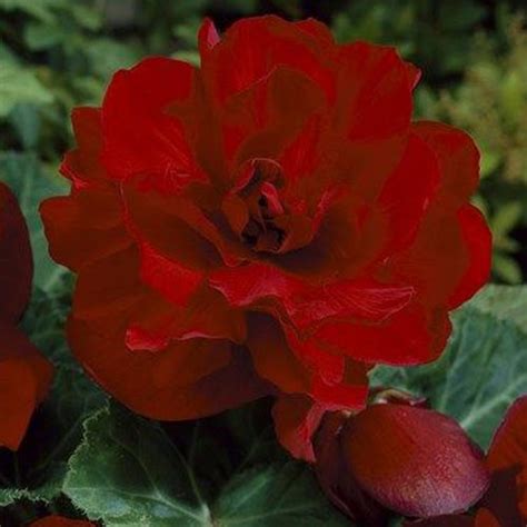 Huge sale on plant growing bulb now on. Begonia tubers, Double, Pendula, Non-Stop to buy today ...