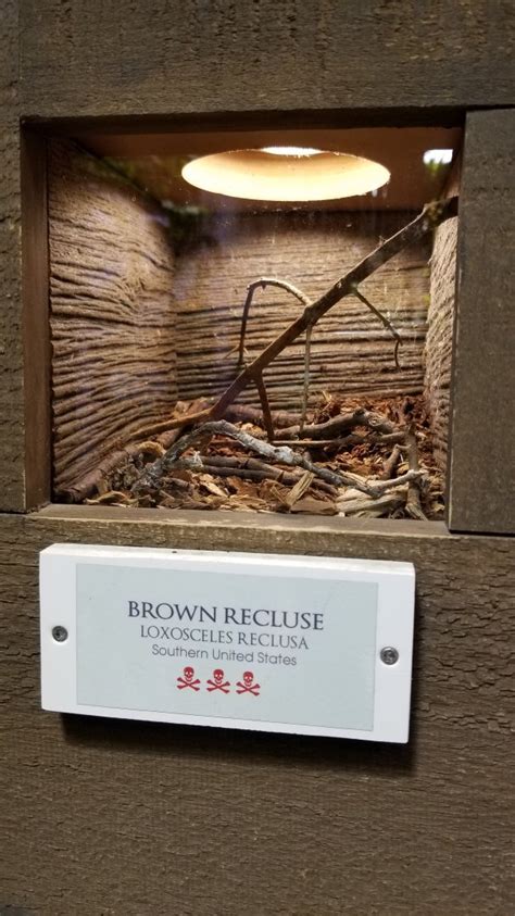 Li Aquarium Butterfly Exhibit Brown Recluse Zoochat