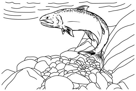 Salmon to Print Coloring Page - Free Printable Coloring Pages