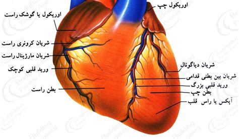 Updates three times a month on the 1st, 11th, and 21st. نمای مختلف از سیستم قلب انسان