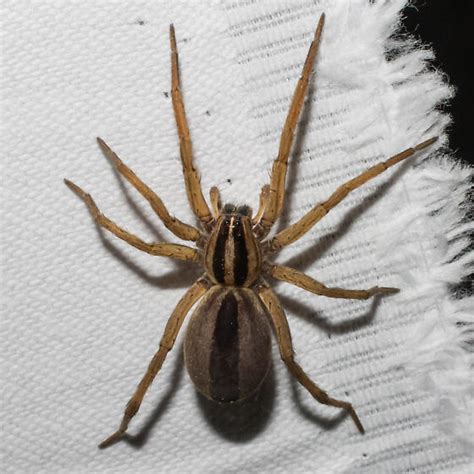 Brown Striped Spider Rabidosa Punctulata Bugguidenet
