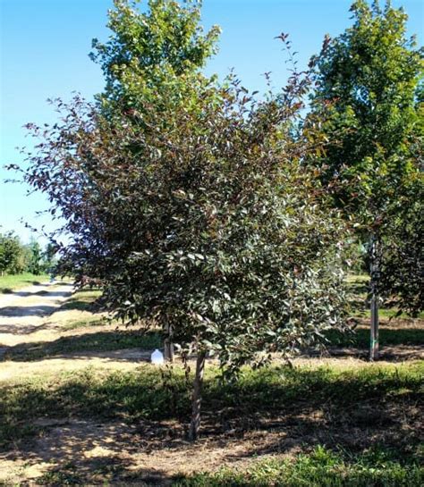 The unique foliage starts off dark red and matures to burgundy in summer. Royal Raindrops Crabapple - Halka Nurseries