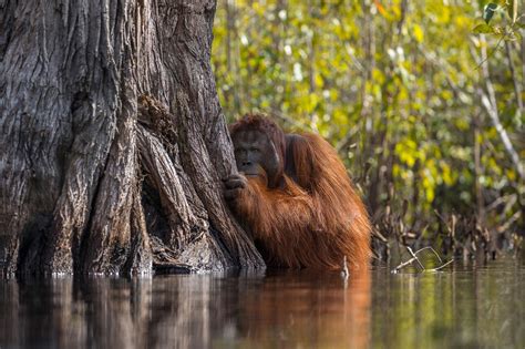 Orangutan Picture Wins Grand Prize In 2017 Nature