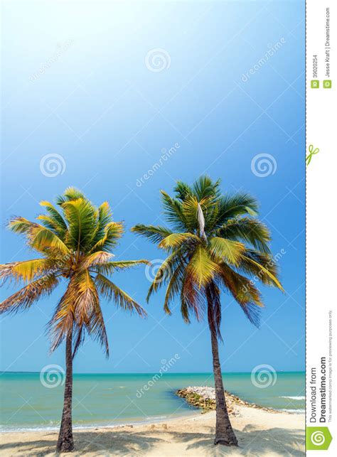 Two Palms Stock Photo Image Of Beach Scenic Tolu National 39020254