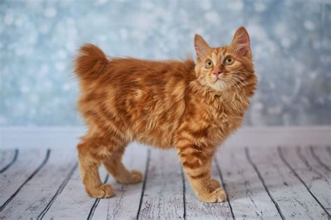 American Bobtail Cat Breed Info Pictures Care Traits And Facts Hepper