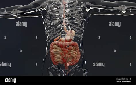 Hombre Que Sufre De La Enfermedad De Crohns Anatomía Masculina