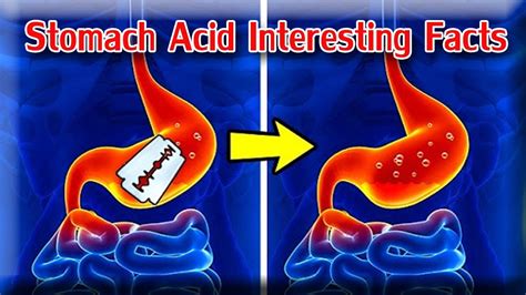 What Does Stomach Acid Look Like Amazing Stomach Acid Facts Easy