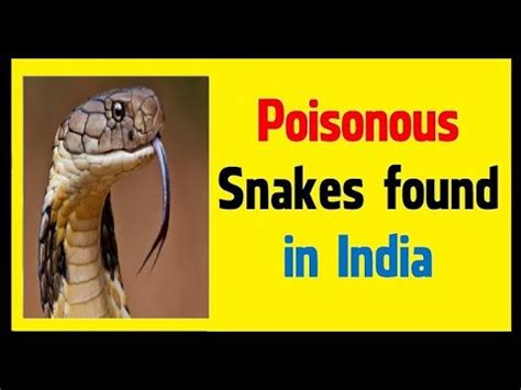 Most Poisonous Snakes In India Poisonoussnakes