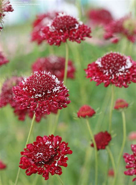Scabiosa Deep Red Scabiosa Flowers Flowers Red Shrubs