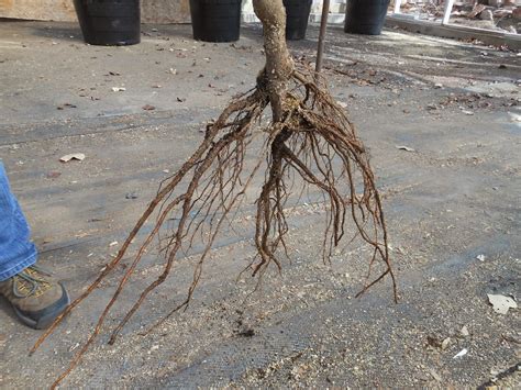 Although it is not difficult to do, it is important to keep in mind some specific guidelines in order maximize your chances for success. Trees That Please Nursery