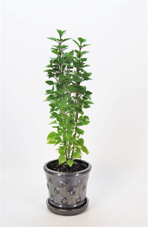The best 10 plants to grow for backyard privacy. Patio Privacy One Pot two ways Both plants will grow tall ...