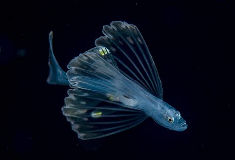 Beauty In Blackwater Hakai Magazine Deep Sea Creatures Beautiful