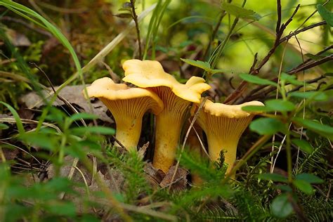 Types Of Edible Wild Mushrooms Worldatlas