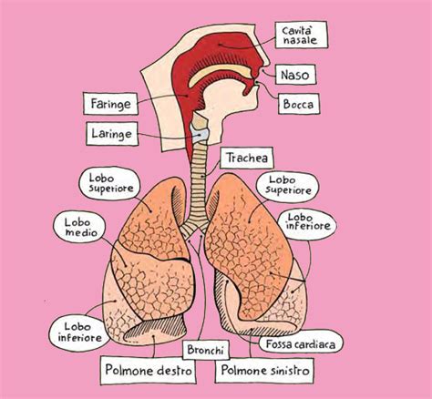 Anatomia Del Sistema Respiratorio