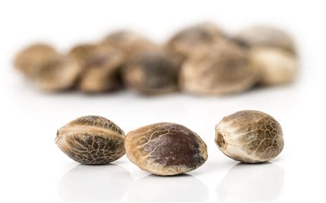 Maybe you would like to learn more about one of these? How to germinate cannabis seeds