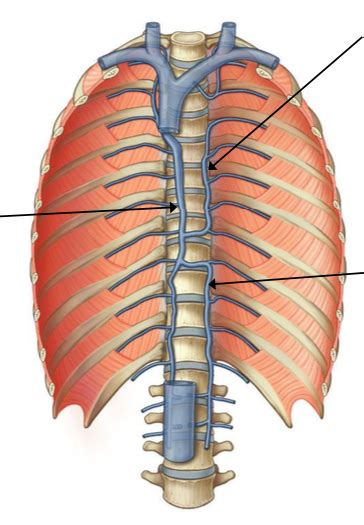 Venous Drainage Of The Posterior Thoracic Wall Diagram Quizlet