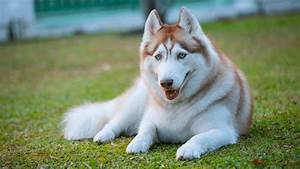 How Much Is A Purebred Husky