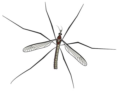 Mosquito Clipart Free Download Transparent Png Creazilla