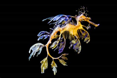 Color in this picture of a leafy sea dragon and others with our library of online coloring pages. Royalty Free Leafy Sea Dragon Pictures, Images and Stock ...