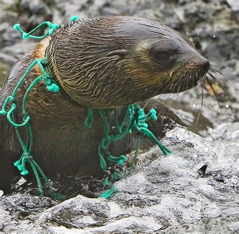Müll Im Meer Plastikpartikel Können Menschen Schaden Welt