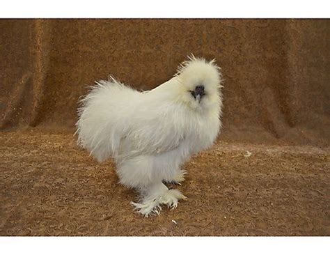 Breed Spotlight Silkies The Teddy Bear Of Chickens Silkies Are Hardy For Winter And Their