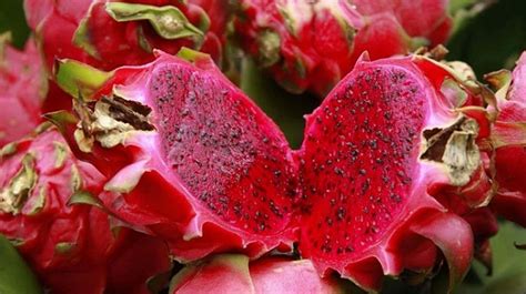 We did not find results for: Hanya Lima Ribu per Kilogram, Buah Naga Terperosok - Top Satu