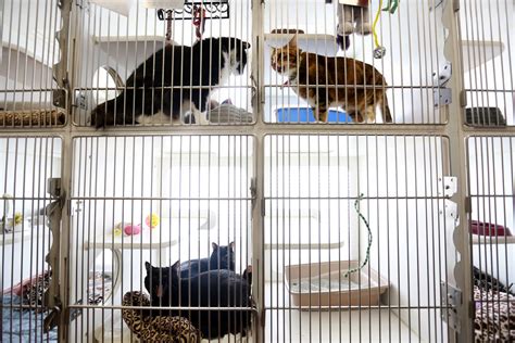 North Las Vegas shelter helps pets of domestic abuse victims | Las