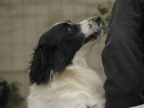 Originally from the venetian language, it has entered the vocabulary of english and of many other languages around the world. Italienische Hunde - Morfeo: Ciao Canile