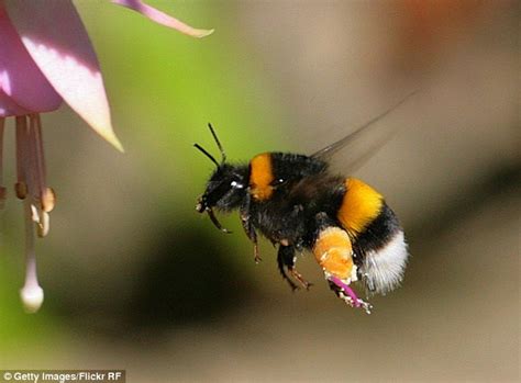 Counld you pl send me papers related to flower pollination by ants. Insect-sized drones can artificially pollinate plants ...