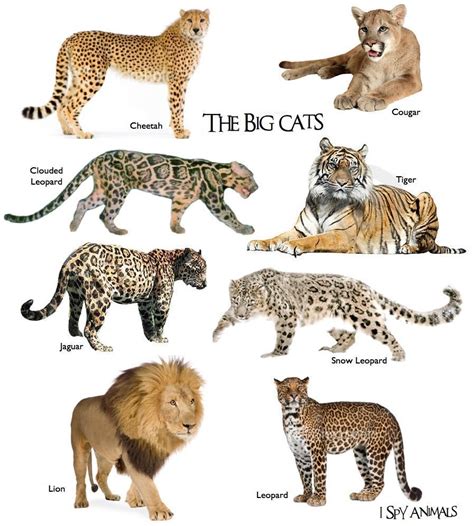 Different Types Of Cats In The Wild
