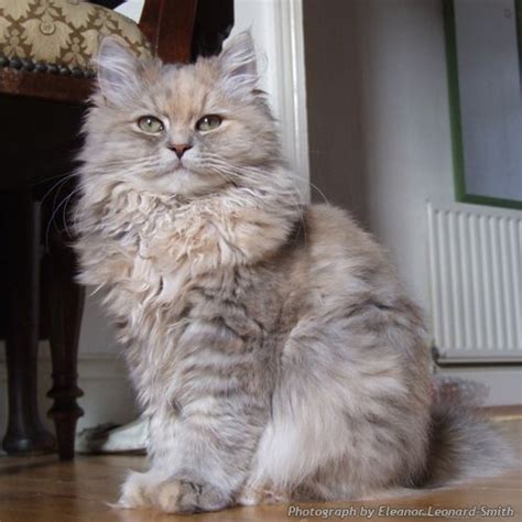 They love to play and seek the attention of their caregiver or companion, but they do not overly demand it. Siberian, blue tortie tabby....want!!!! | Cat's Pajamas ...