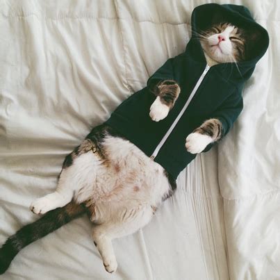 Cats in ridiculously adorable costumes funny pets. Sleeping Cat In A Hoodie Pictures, Photos, and Images for ...
