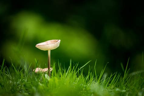 Selective Focus Photography Of Fully Bloom Mushroom Surrounded By Green