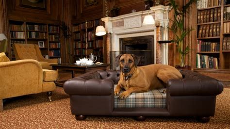 Luxury Chesterfield Dog Beds Chelsea Dogs Blog
