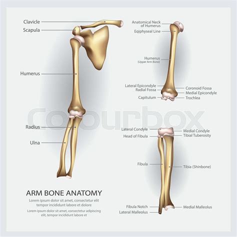 Arm Supination And Pronation Vector Illustration Labe