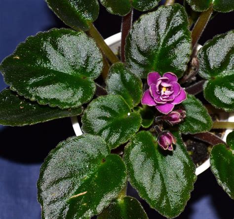Optimara Little Amethyst This Is A Miniature Variety The Leaves Are