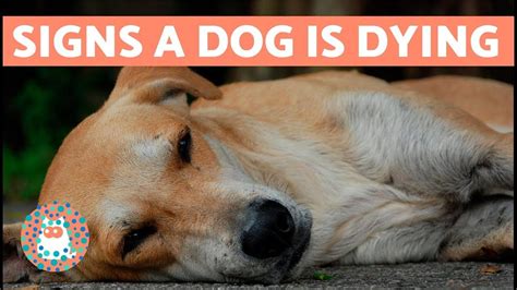 How to Know if Your Dog is Going to Die - YouTube | Sick pets, Puppies
