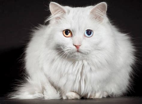 [Panduan Lengkap] Cara Merawat Kucing Anggora!