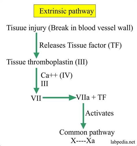 Extrinsic Pathway Coagulation Cascade