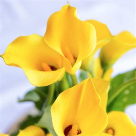 1 star 1 star 1 star 1 star 1 star (0 reviews) write review. Calla Lily 'Coastal Gold' Calla Lily from Plantworks Nursery