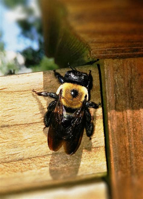 There are all sorts of pest control products that will temporarily remove ants from your home. Carpenter Bees - Dodson Pest Control