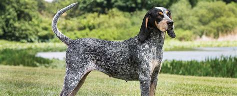 Bluetick Coonhound Dog Breed Profile Petfinder